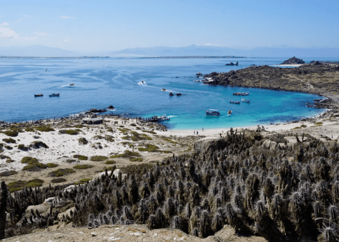 Tour La Higuera Punta de Choros e Isla Damas